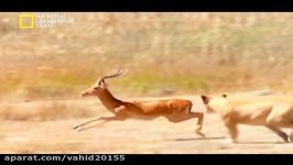 مستند شکار حیوانات توسط شیرها در حیات وحش
