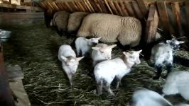 مزرعه کاردش گوسفند نسل اول گوسفند رومانوف نسل اول گوسفند + سامسونگ قوچ