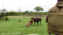 شکار گاومیش توسط شیرها در حیات وحش