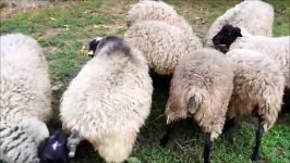 romanov sheep serbia september