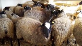 romanov sheep serbia december 2014 romanovska ovca srbija decembar 2014