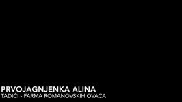 Romanovska ovca  Prvojagnjenka Alina