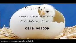 فروش انواع مرغ وجوجه یکروزه