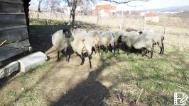 Romanov ovce spremne za jagnjenjeRomanov ewes ready for lambing