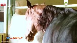 مرکز سیستان بلوچستان اسب سواری در استان گلستان مستند ایران