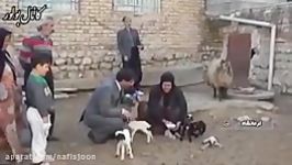 6 قلوزایی یک گوسفند در کرمانشاه