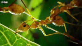 How Ants Are Used For Agriculture in Thailand  BBC Earth