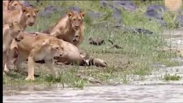 BEST CROCODILE ATTACK vs Lion Powerful Crocodile Lion Attack Fight