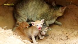 حمله آناکوندا به خانه گربه  نجات توله گربه توسط مادرش حمله آناکوندا