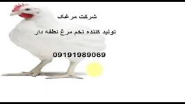 فروش جوجه یکروزه تخمگذار فروش تخم مرغ