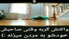 کلیپ خنده دار واکنش گربه وقتی صاحبش خودشو به مردن میزنه