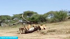 جنگ نبرد حیوانات در حیات وحش شکار گور خر توسط شیرها