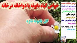 خواص گیاه بابونه یا دواخانه درخانه