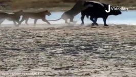 جنگ نبرد حیوانات وحشی در حیات وحش شکار توسط شیرها