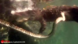 شکار مار پیتون غولپیکر بزرگ توسط تمساح