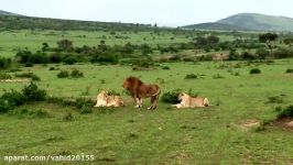 جنگ نبرد شیرها گاومیش در حیات وحش حیوانات