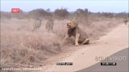 جنگ نبرد گروهی شیرها در حیات وحش