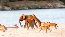 نبرد خطرناک شیر مقابل فیل  نبرد حیوانات در حیات وحش