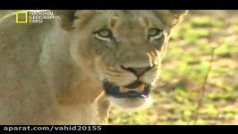 مستند شکار حیوانات توسط شیرها در حیات وحش