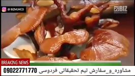 گزارش 4از تولید قارچ گانودرما در ایران فواید ان