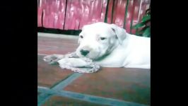 Dogo Argentino Valentina ولنتاین دوگو آرژانتینو