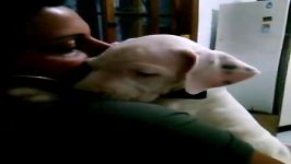 Dogo Argentino Valentinaدوگو آرژانتینو2ماهه