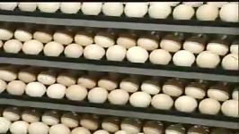 Chicken poultry hatching technology by automatic incubator