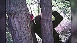 میخکوب کردن یک مرد به درخت در آمریکا