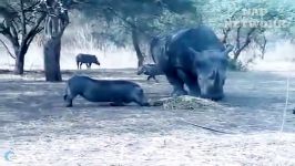 Wild Animals Fight Powerful Lion vs Monkey Buffalo  Rhino vs Warthog