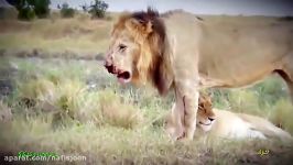 زخمی شدن مرگبار شیرها در شکار