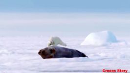 Big Battle In The Snow Polar Bear VS Water Seal  Who Will Be The Winner