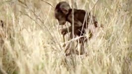 تصاویر باورنکردنی نجات توله میمون توسط پلنگ شیر در حال شکار توله