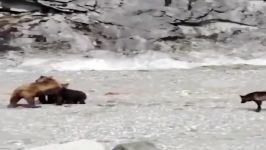 درگیری خرس مادر گله گرگ نجات بچه خرس