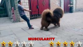 Tibetan Mastiff VS Kangal  Kangal VS Tibetan Mastiff  Aspin