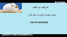 قیمت خرید جوجه یکروزه اجداد