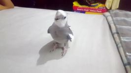 My Cockatiel singing Hes Pirate and Star Wars Imperial March