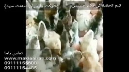 فروش جوجه یکروزه بومی