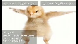 خریدجوجه یکروزه بومی اصلاح شده