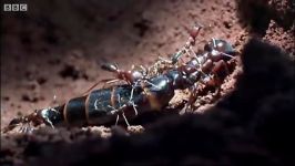 Queen Ant Mating Season  Ant Attack  BBC Earth