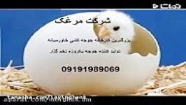 قیمت خرید جوجه یکروزه تخمگذار