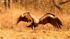 Vultures Vs Crow Vs Jackal  Lands of the Monsoon  BBC Earth