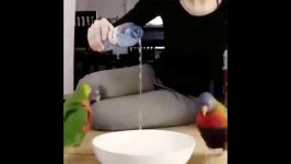 Funny Parrots Videos Compilation cute moment of the animals  Cutest Parrots #4