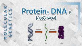 DNA to Protein رونویسی ترجمه