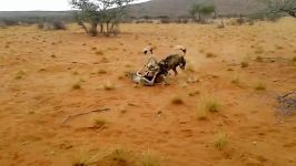 پاره پاره کردن بز کوهی توسط سگ های وحشی آفریقا