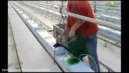 آماده سازی گلخانه بستر کاشت برای کشت گوجه فرنگی هیدروپونیک