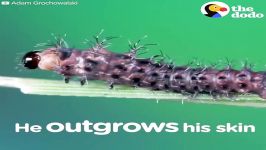 Watch This Caterpillar Turn Into A Chinese Luna Moth  The Dodo