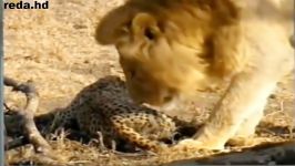 حمله شیر به یوزپلنگ  کشتن دو یوزپلنگ توسط شیر