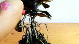 Cutting Phalaenopsis Orchid Stem Orchids propagation