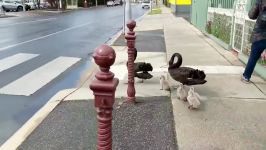 Law Abiding Family of Swans Cross Road at Pedestrian Crossing