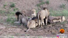 فرار بوفالو شیرها در حالی شیرها تلاش می کنند بوفالو را شکار کنند